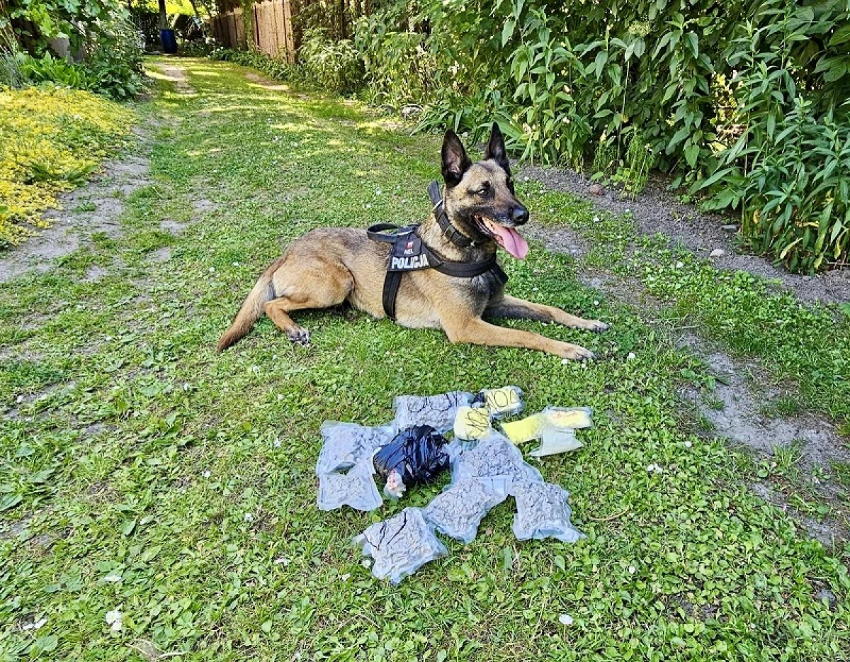 Zdjęcie