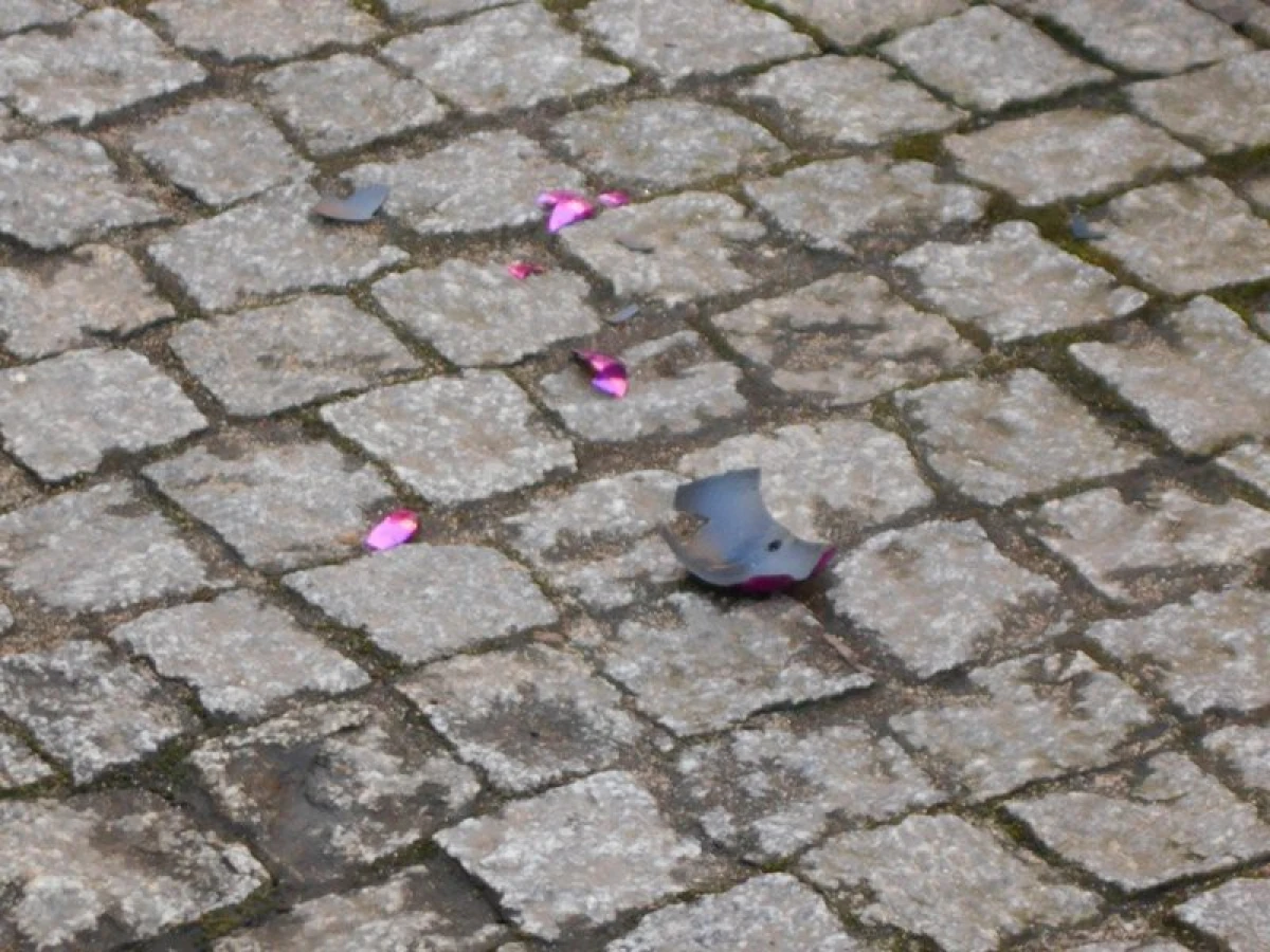 Zdjęcie
