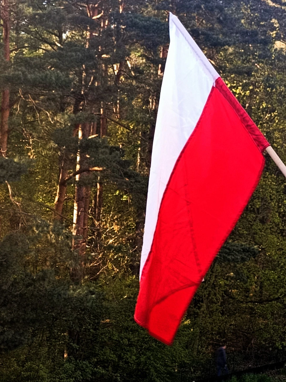 Zdjęcie