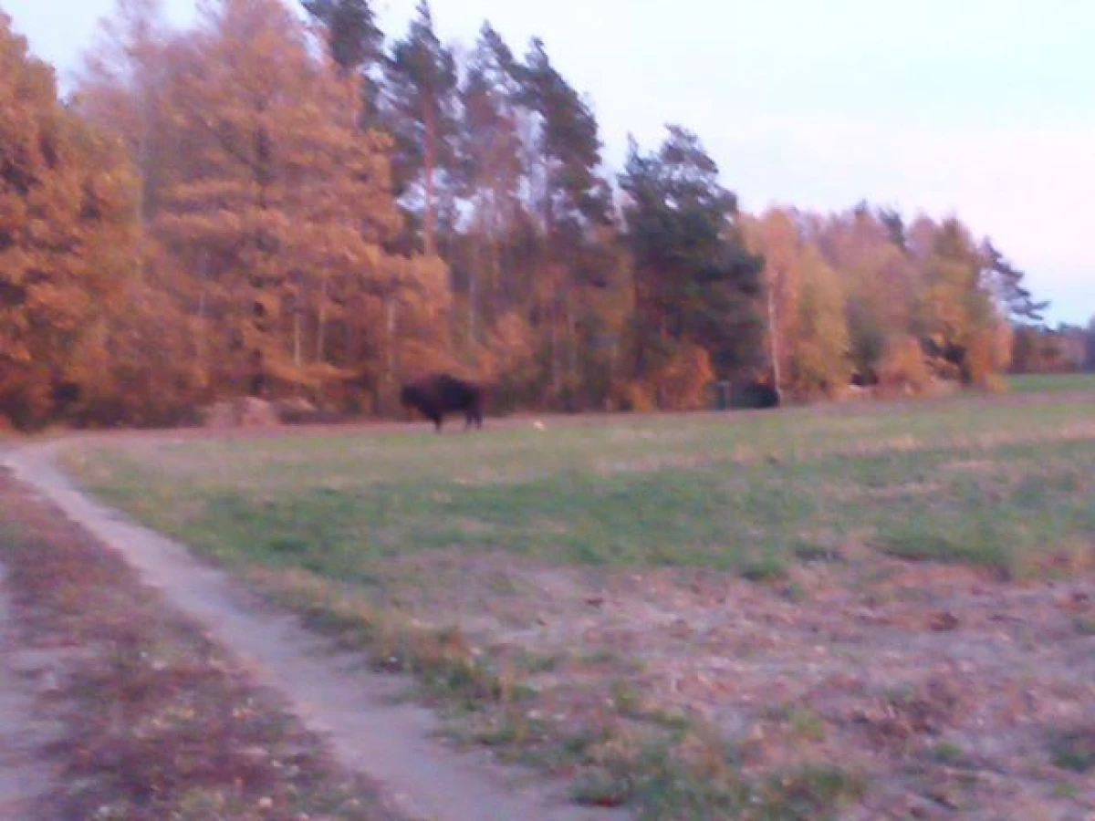 Zdjęcie