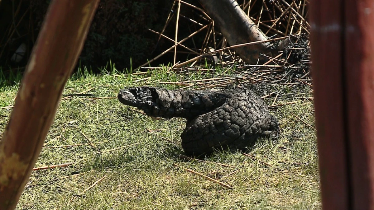 Zdjęcie