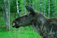 Najpierw zachwycał turystów, teraz budzi niepokój. Chcą zebrać 20 tysięcy złotych i uratować rannego łosia z Półwyspu