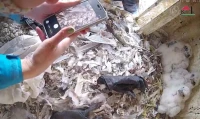 Koniec głosowania! Znamy imiona redzkich sokołów