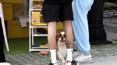 Festiwal Smaków w Wejherowie