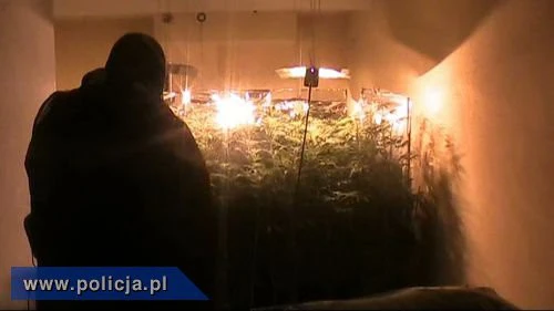 Zlikwidowano plantację konopi w Gdyni