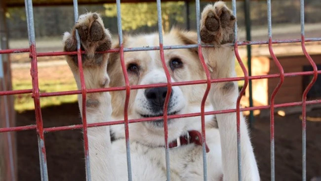 Źródło: OTOZ Animals Dąbrówka