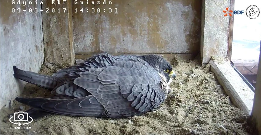 webcam.peregrinus.pl
