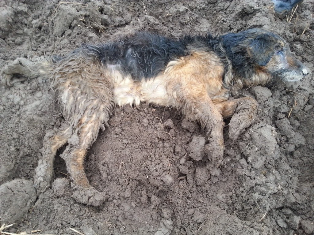 sm.gda.pl