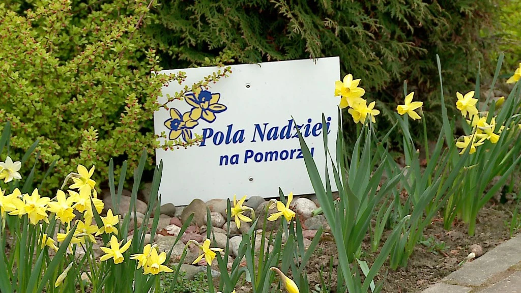 Nadzieja dla hospicjum. Weź żonkila i pomóż