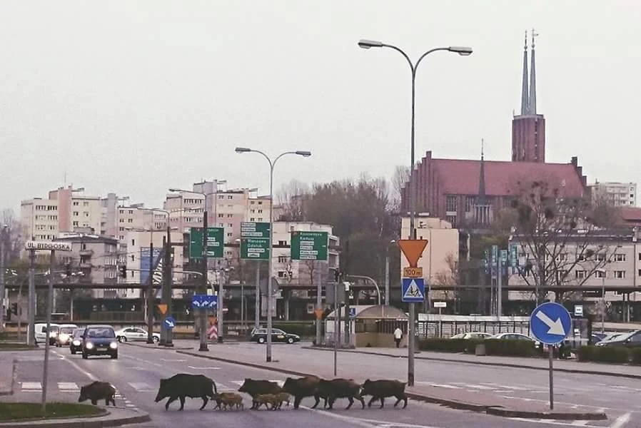 fot. Maciej Domnik