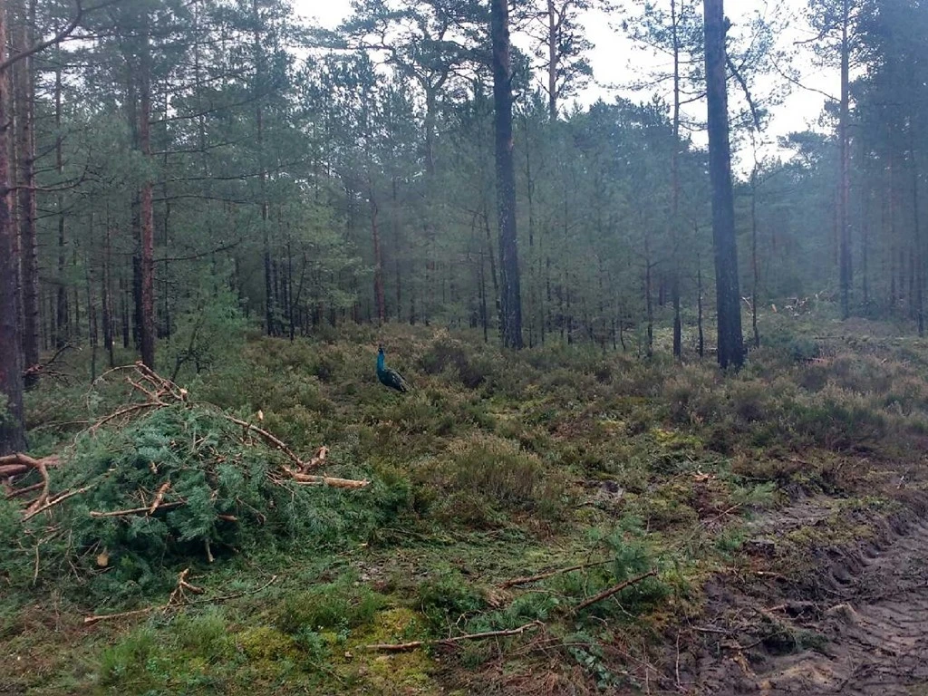 Źródło: wejherowo.gdansk.lasy.gov.pl