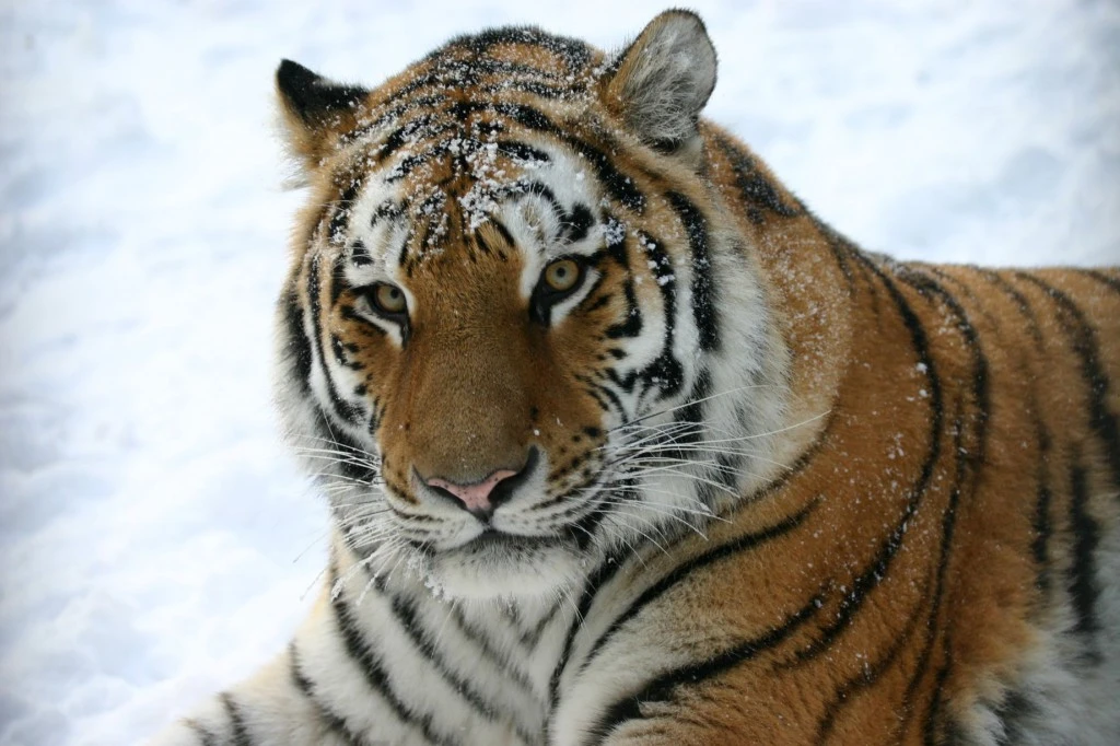 Źródło: Zoo.gda.pl