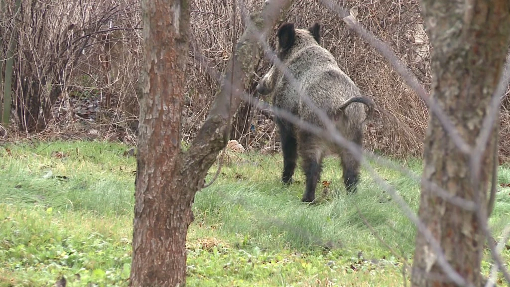 Fajerwerki - sposób na dzika w mieście