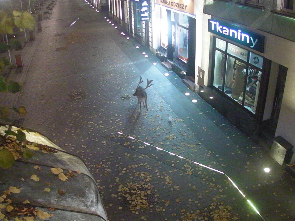 Daniel przebiegł przez pucki rynek