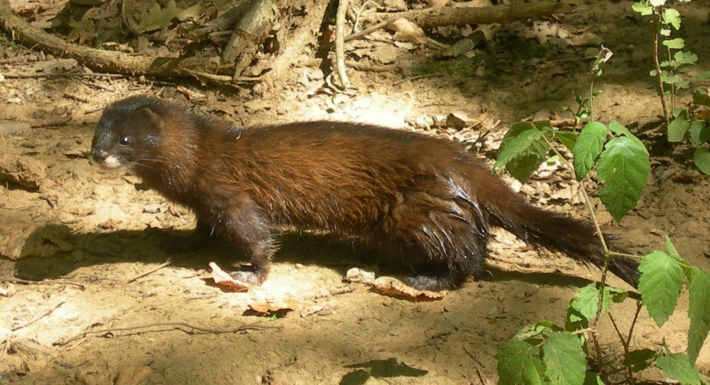 fot. wikimedia.org / AndrewIves