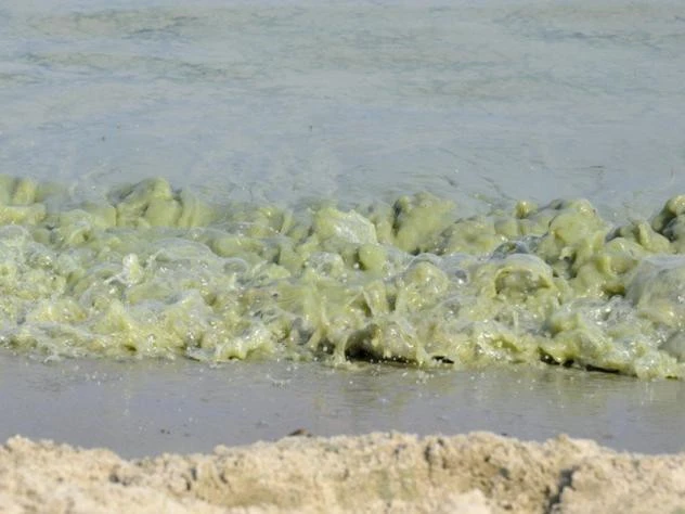 Na gdyńskich plażach powiewają już białe flagi
