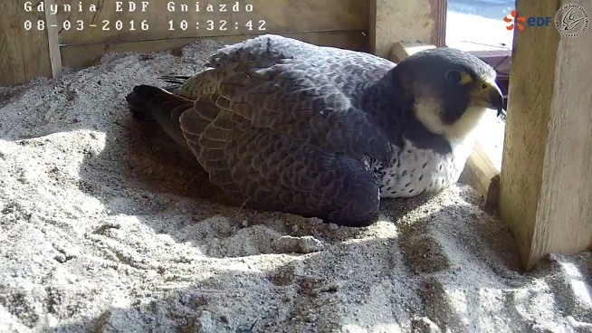 źródło: webcam.peregrinus.pl/pl/gdynia-edf-podglad
