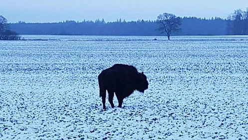 fot. P. Steinke/Nadleśnictwo Lębork