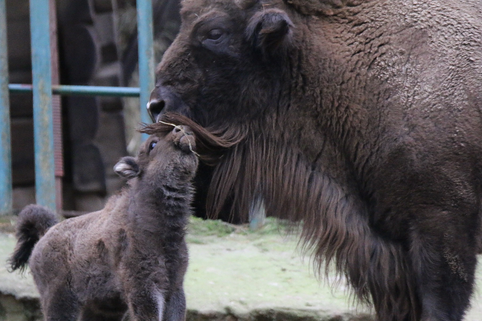 Fot. Gdański Ogród Zoologiczny