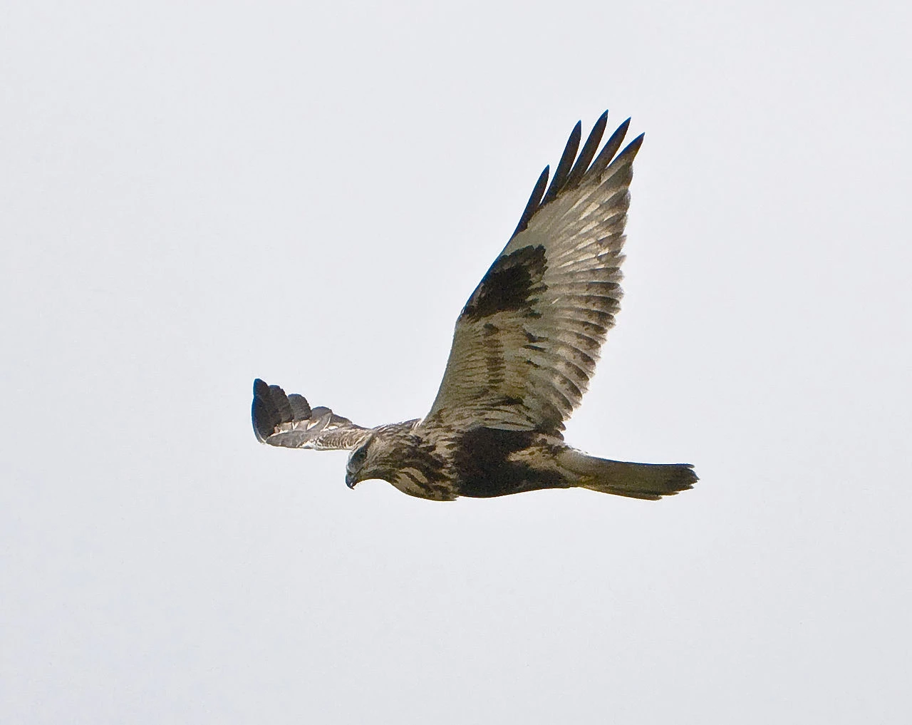 Autor: Greg7 on Flickr/wikipedia.org