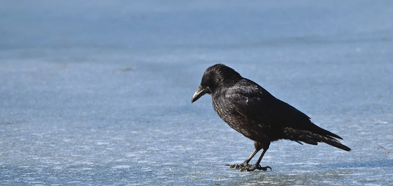 Zimowy alarm dla właścicieli i sąsiadów. Zwierzęta potrzebują schronienia