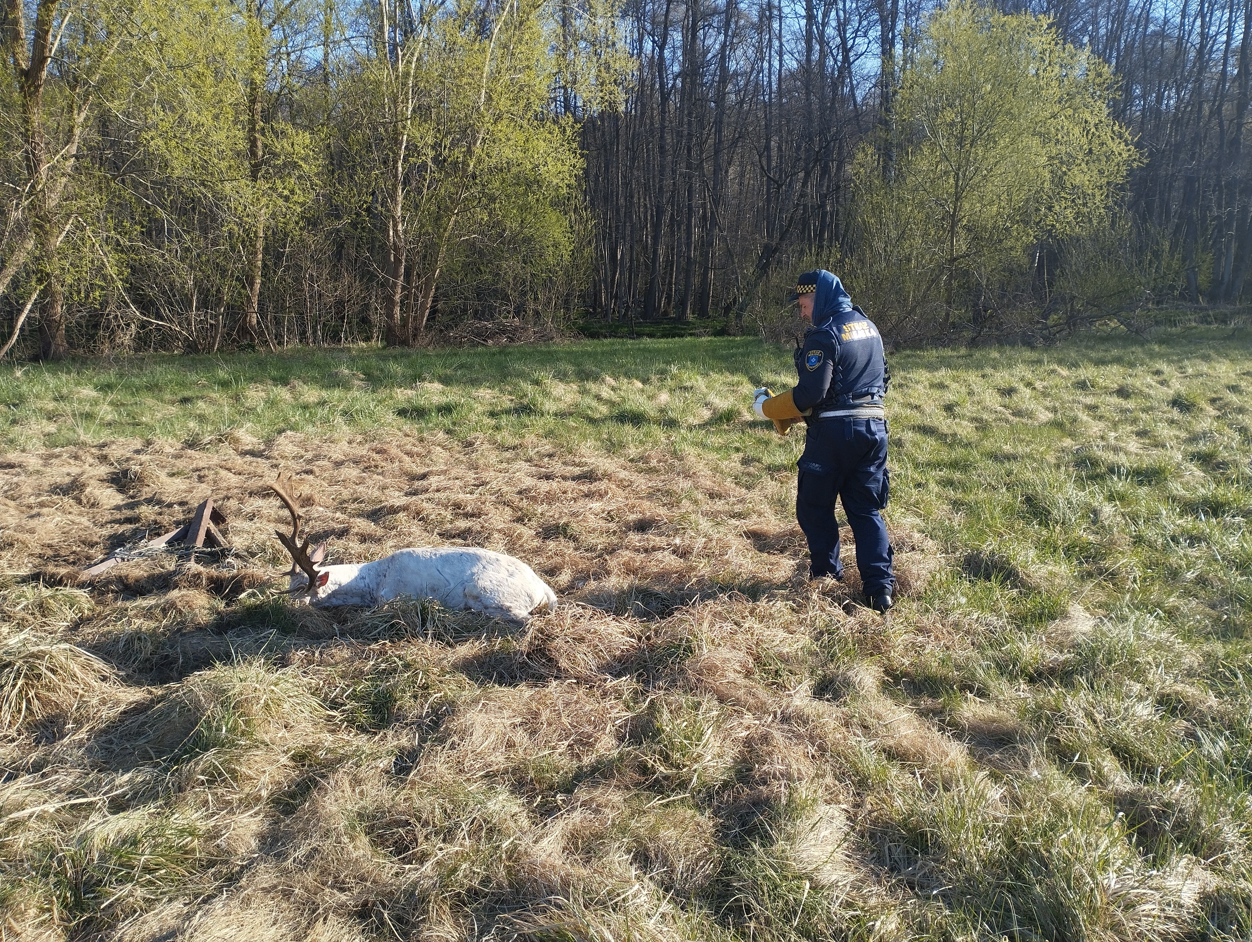 Pułapka na dzikie zwierzęta? Daniele walczyły o życie w siatce