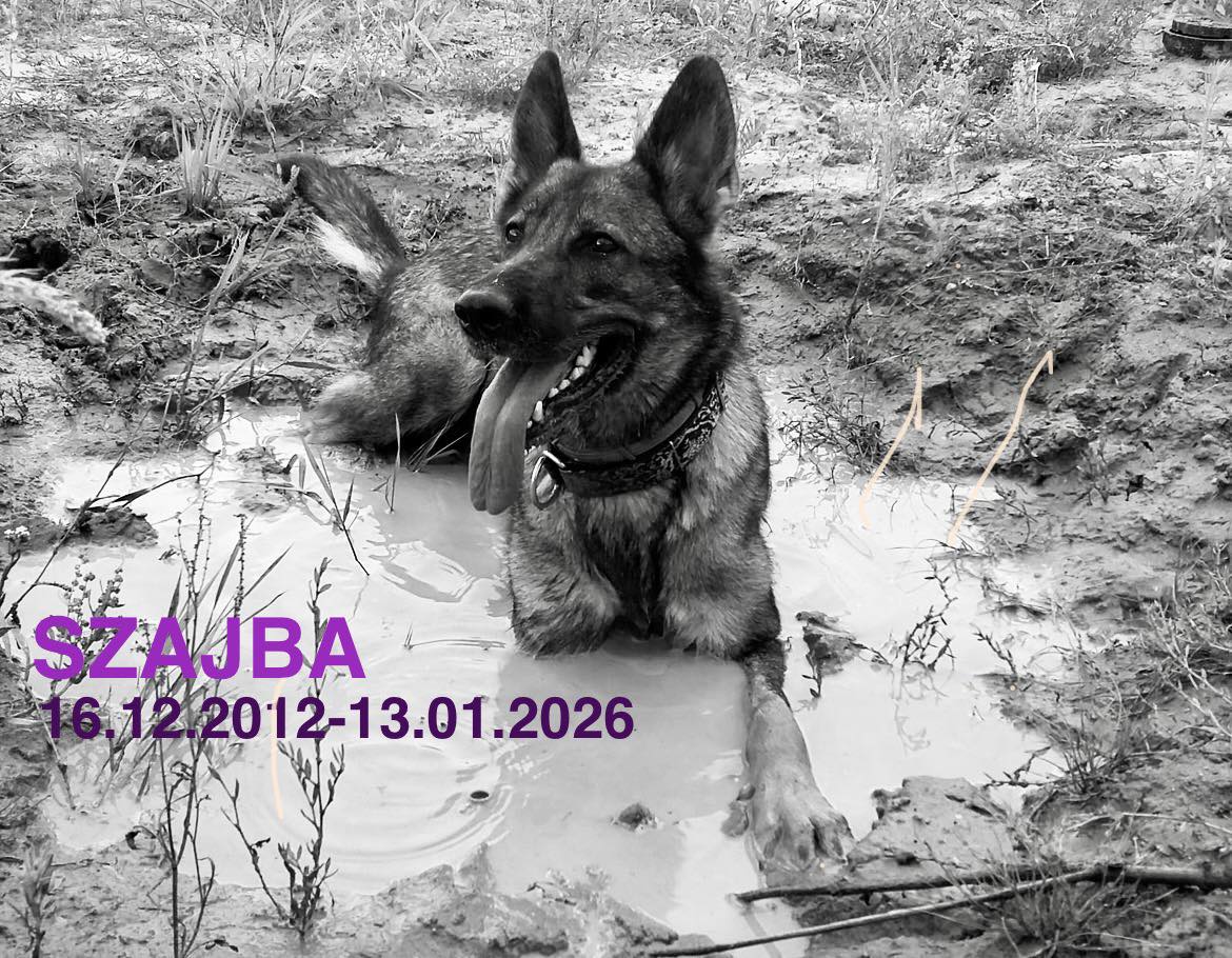 Nie żyje Szajba. Psia bohaterka, która przez lata ratowała ludzi