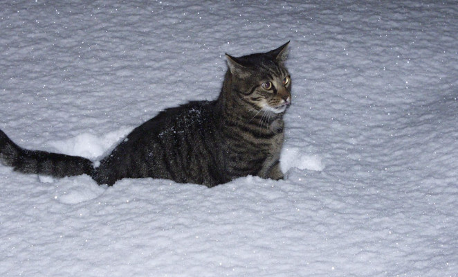 Karma, koce i serca. Trwa miejska akcja dla bezdomnych zwierząt