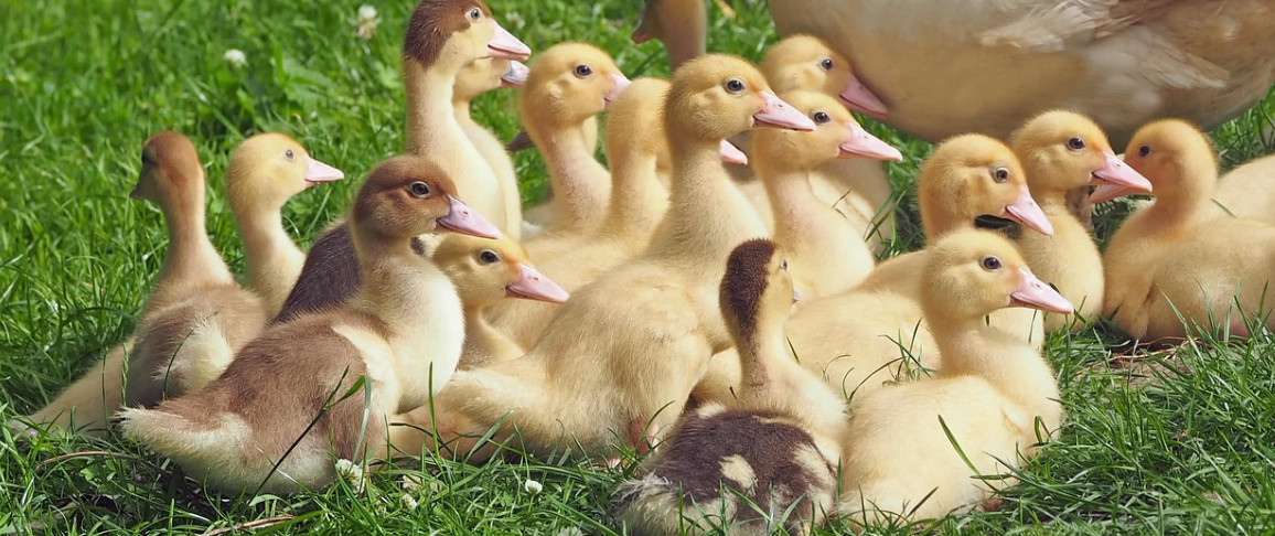 Alarm w regionie. Uwaga na dzikie ptactwo i martwe ptaki