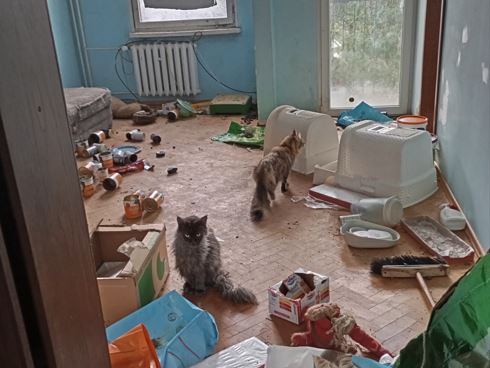 Dramat zwierząt w 'kameralnej hodowli.' Wanna służyła kotom za toaletę I WIDEO