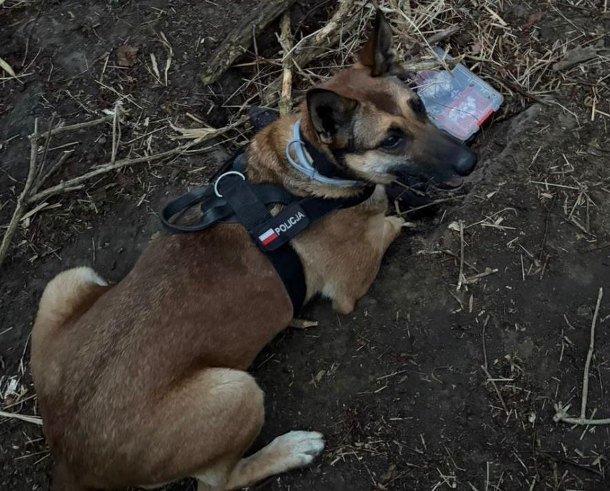 Walizka z narkotykami zakopana w ziemi. Wytropił ją policyjny pies