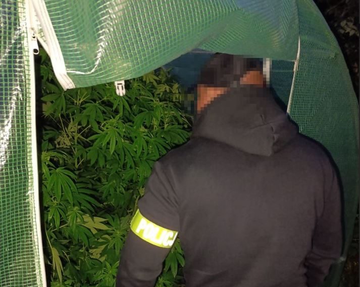 Zamiast ogórków i pomidorów – policyjny zbiór konopi