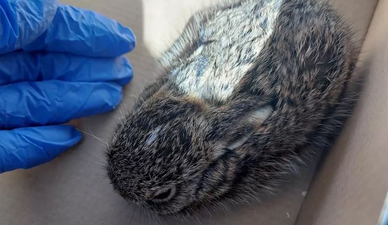 Mały zając to nie zabawka. Nie zabieraj zwierząt z lasu!