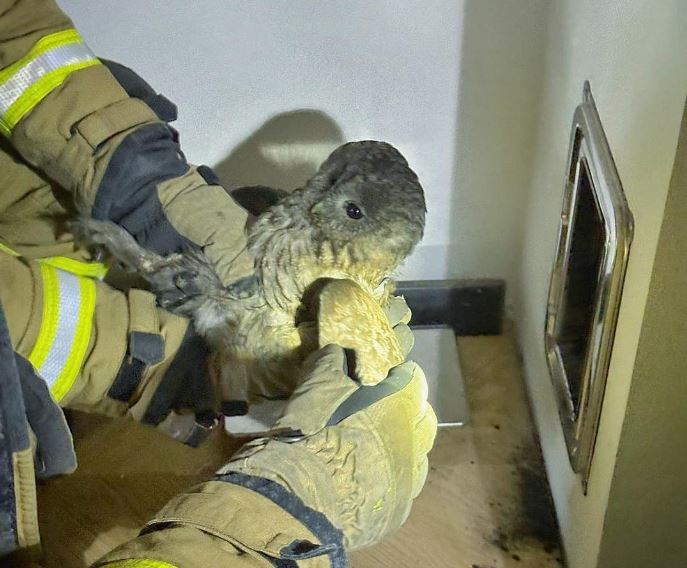 Sowa utknęła w kominie. 'List z Hogwartu nie dotrze'