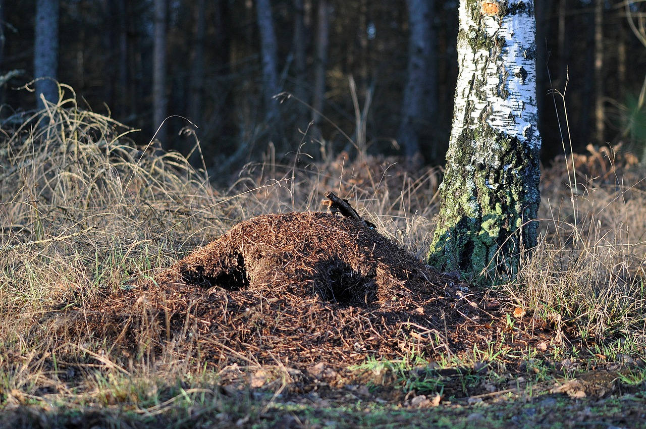 PEJ z troską o przyrodę: działania środowiskowe na terenie przyszłej elektrowni jądrowej na Pomorzu