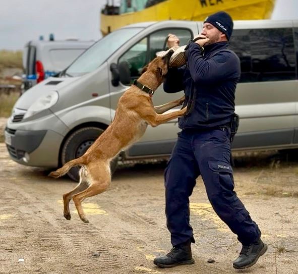 Szkolenie na czterech łapach. Psy policyjne 'podnoszą kwalifikacje'