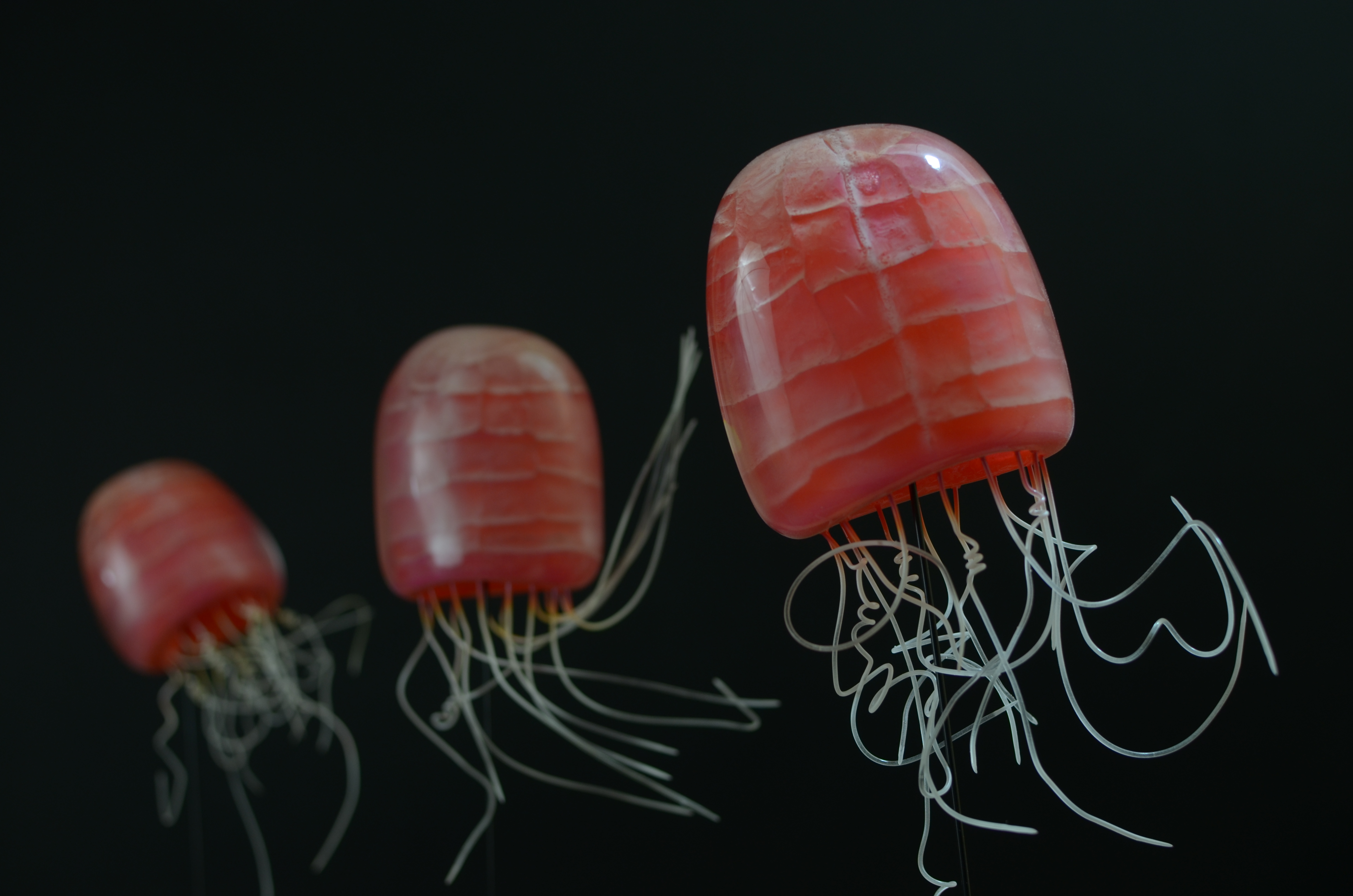 Toksyczne osy morskie czy piekielne wampirzyce. Przed nami wystawa, jakiej jeszcze nie było!