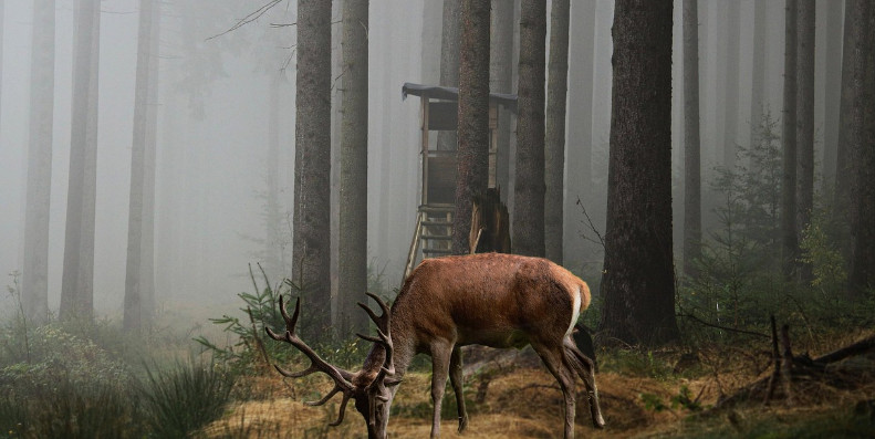 Polowania zbiorowe w lasach Nadleśnictwa Choczewo. Sprawdź terminy i zachowaj ostrożność