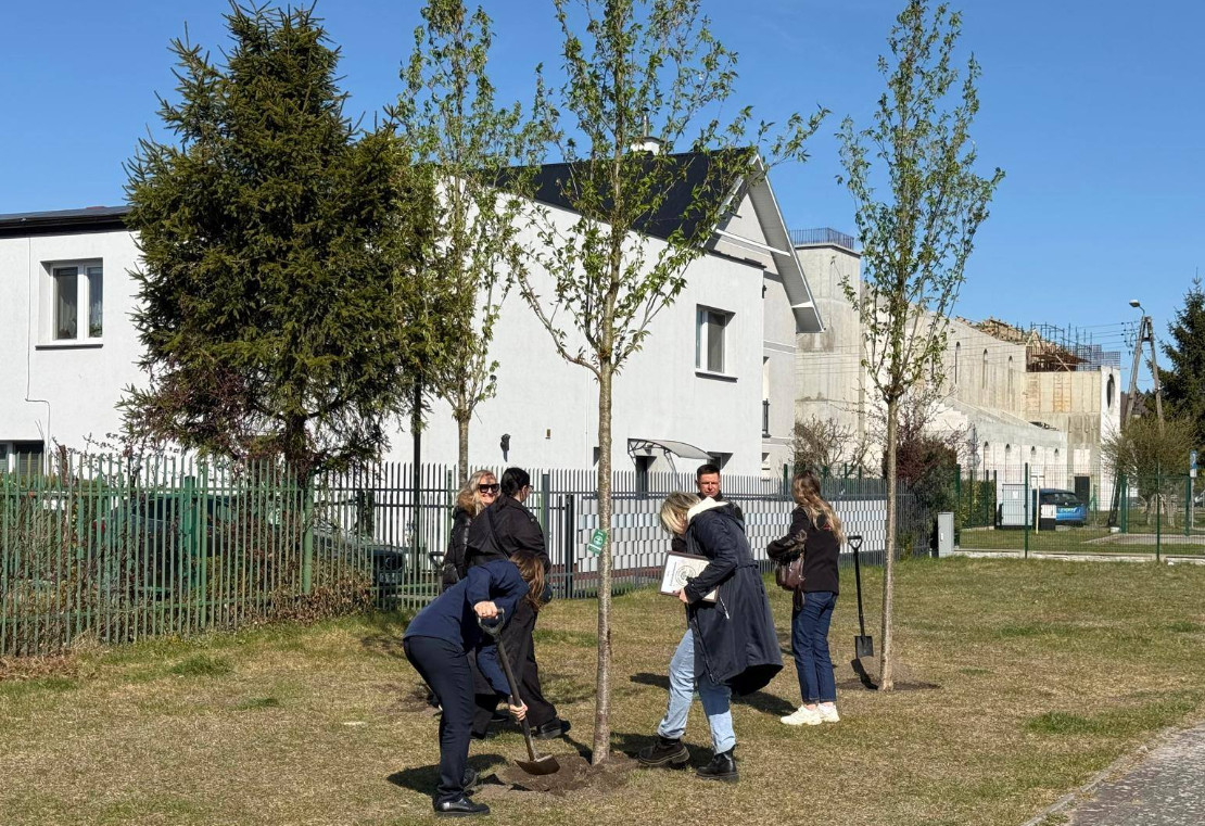 Zielona Reda rośnie w siłę. Miasto zapowiada kolejne nasadzenia