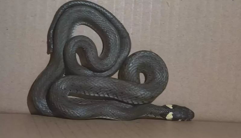 Wąż w garażu! Nietypowa interwencja strażników miejskich