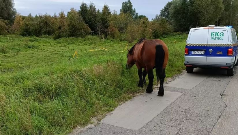 Konie na ulicy, sprawa w sądzie
