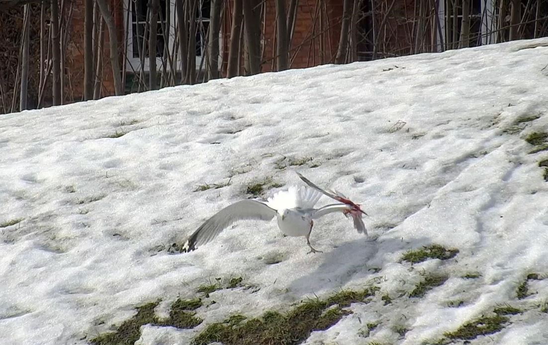 Ruszyli na pomoc rannej mewie. Miała złamane skrzydło