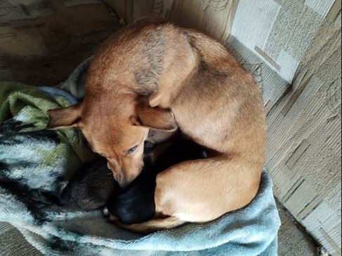 Suczka ze szczeniakami przebywała na mrozie. Miski z wodą całkowicie zamarznięte