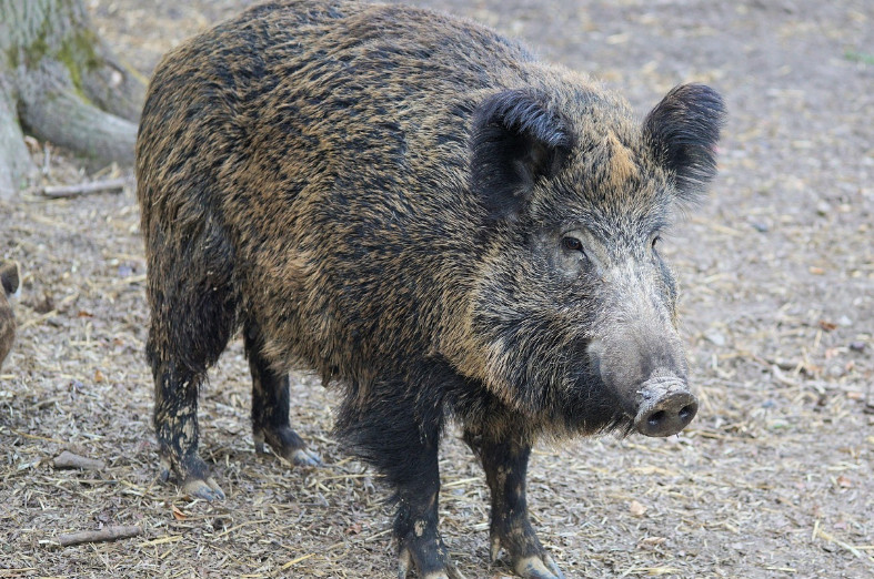 Barcelona inspiracją dla Gdyni. Nowe podejście do dzików w mieście
