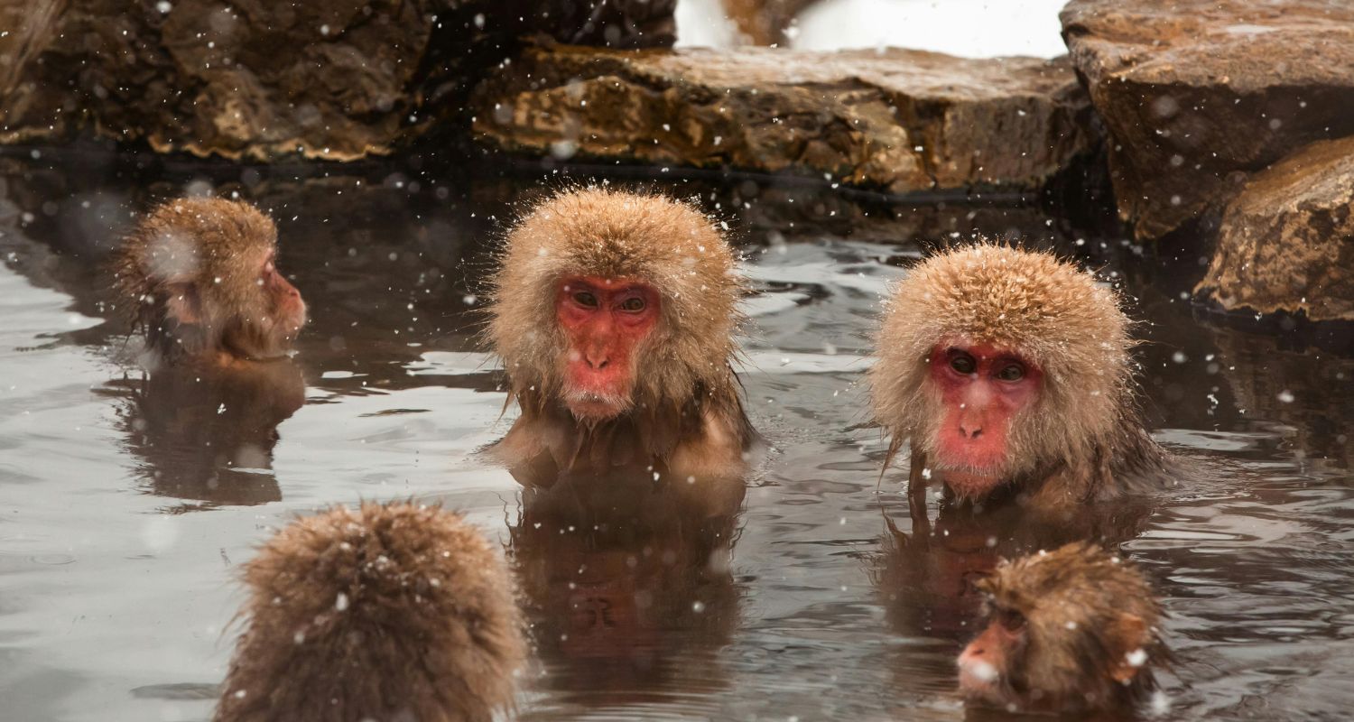 Małpy zażywające kąpieli w Onsenach