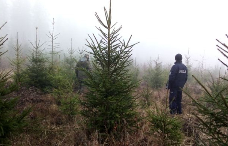 Uważaj na nielegalne choinki. Policjanci patrolują lasy i sprawdzają punkty sprzedaży