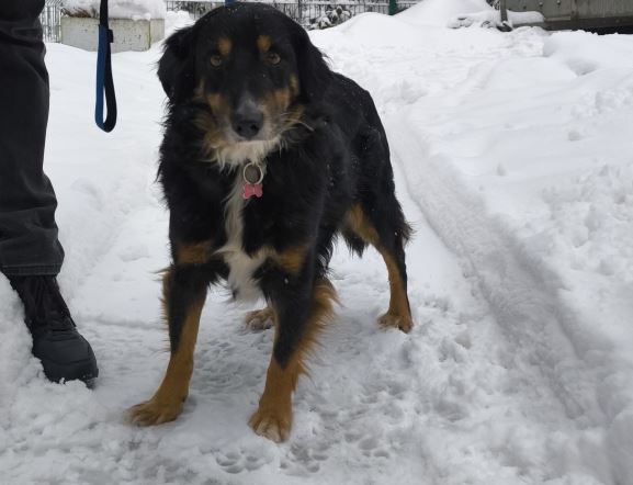 Bił psa łopatą do odśnieżania. Mężczyzna nie reagował na polecenia żabolów