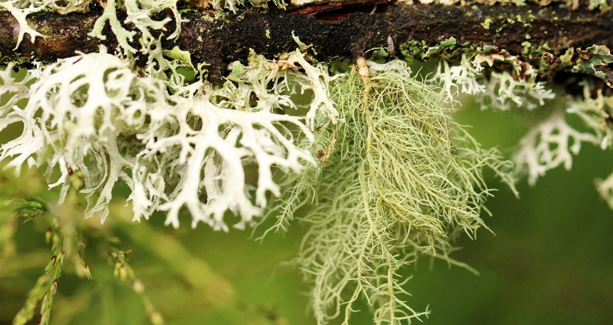 Naukowa sensacja w Parku Narodowym. Nowe gatunki odkryte nad Bałtykiem