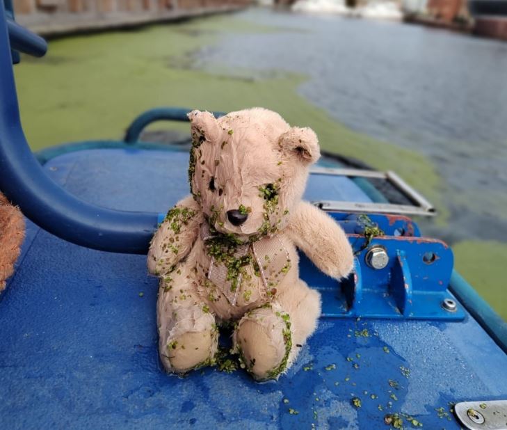 Miś z Motławy szuka właściciela. Nietypowe odkrycie archeologów