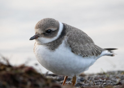 Poznaj nadmorskiego ptaka. Spacer przyrodniczy w Parku Narodowym